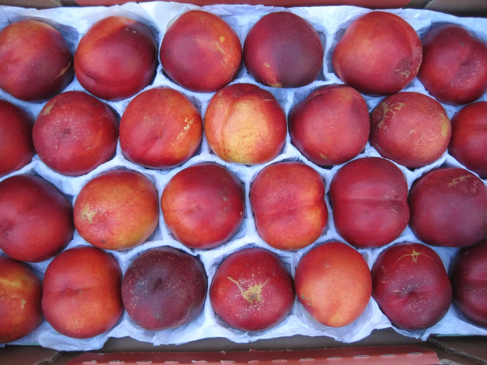 Nectarines packed in a carton tray